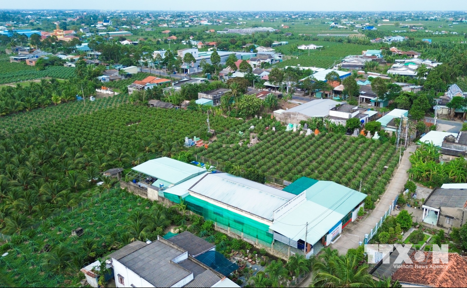 Vùng sản xuất thanh long năng suất cao kết hợp bảo vệ môi trường tại xã An Lục Long, tỉnh Tây Ninh. (Ảnh: Phan Phương/TTXVN)